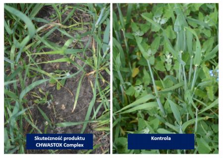 CHWASTOX Complex   skuteczność